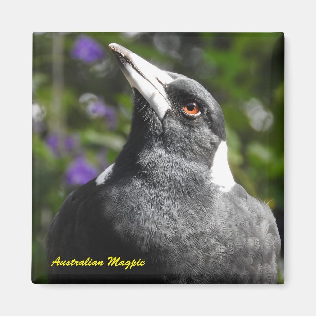 Aimant Magpie australienne (Devant)