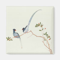 Magpies bleues à bec rouge, une branche de baies r