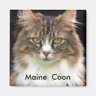 Aimant Maine Coon