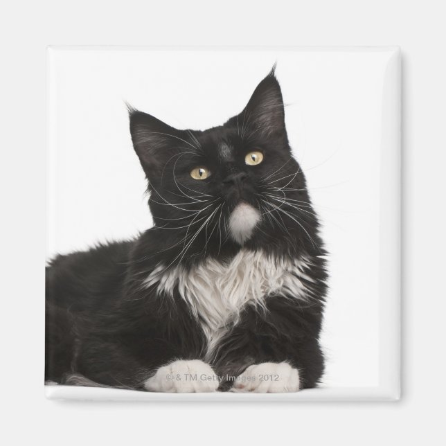 Aimant Maine Coon (15 mois) (Devant)
