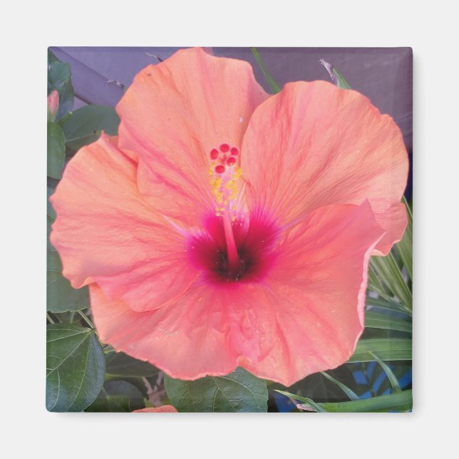AIMANT MAISON HIBISCUS (Devant)