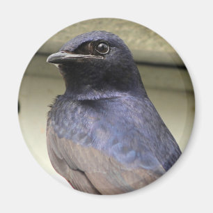 Aimant Majestic Purple Martin