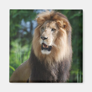 Aimant majestueux de lion