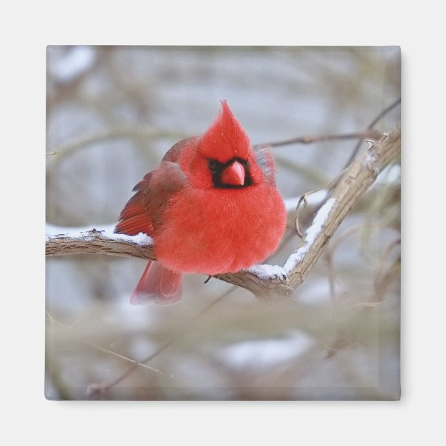 Aimant Make_Cardinal_Magnet (Devant)