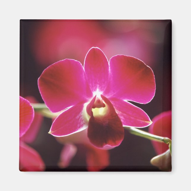 Aimant Malaisie, Orchidée (Devant)