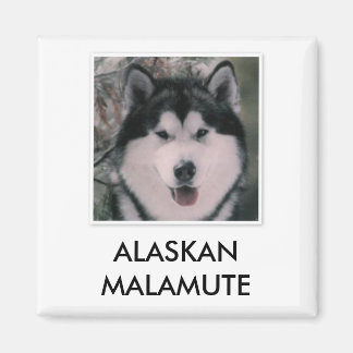 Aimant malamué de l'Alaska