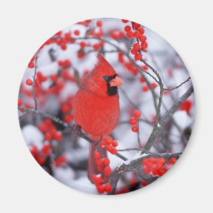 Aimant Mâle cardinal du nord, hiver, IL