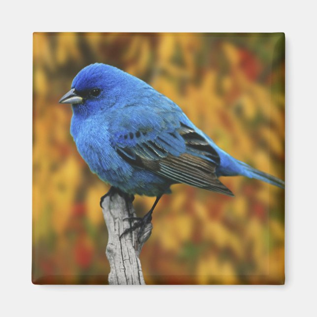Aimant Male Indigo Bunting, Passerina cyanea (Devant)