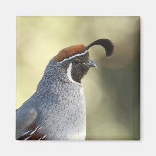 Aimant Male Quail