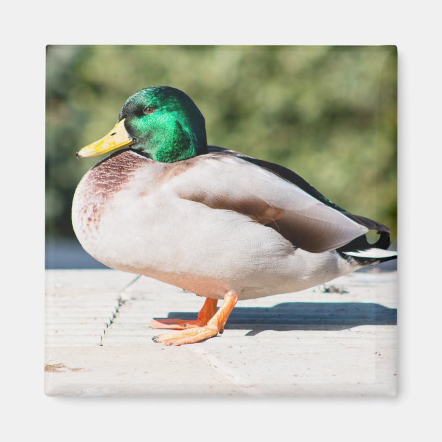 Aimant Mallard Drake (Devant)