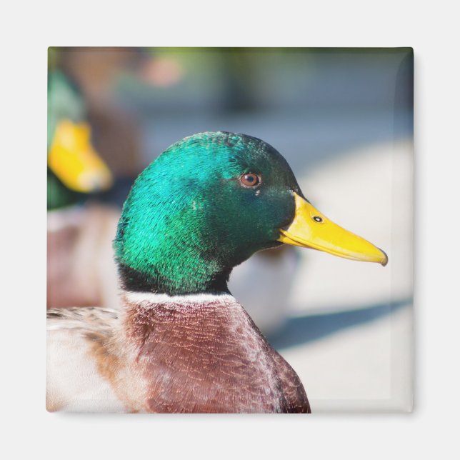 Aimant Mallard Drake (Devant)