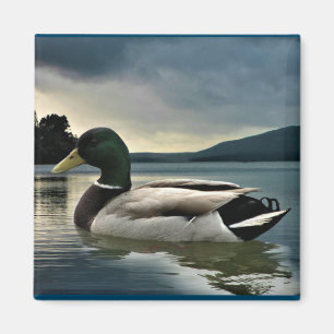 Aimant Mallard Duck