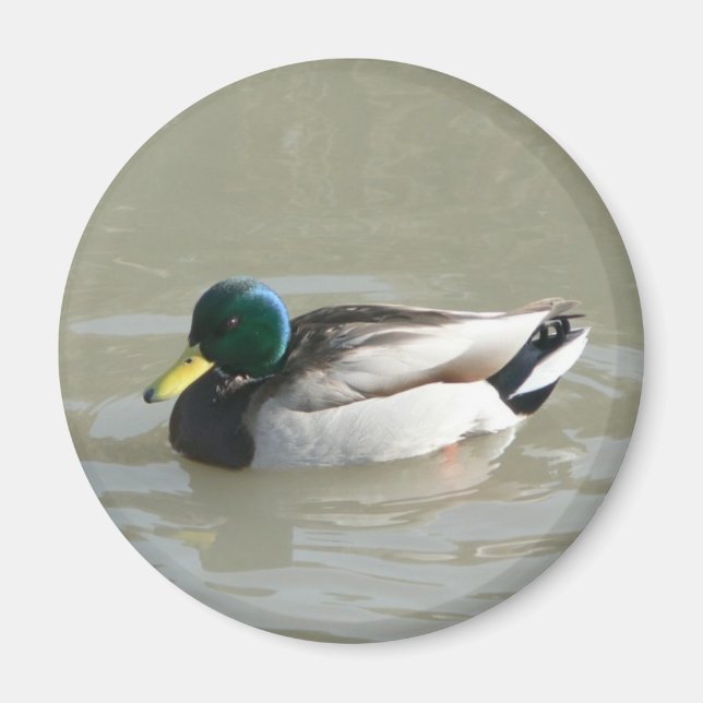Aimant "Mallard Duck" (Devant)