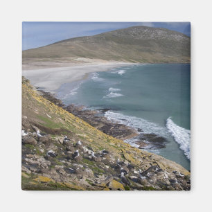 Aimant Malouines, Falkland Ouest, Saunders