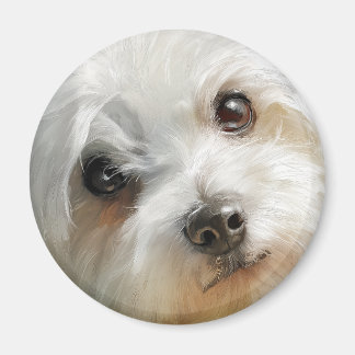 Aimant Maltese dog watercolor portrait