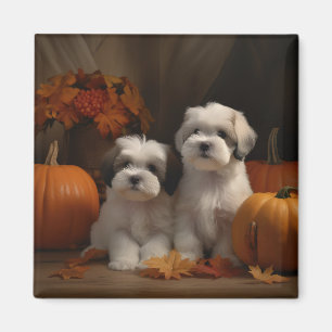Aimant Malti tzu chiot Autumn Delight Citrouille