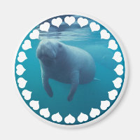 Manatee