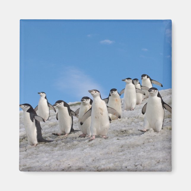 Aimant Manchots à Collier | Pygoscelis Antarctica (Devant)