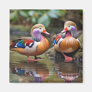Aimant Mandarin canard Animal Oiseau Faune Sauvage Art