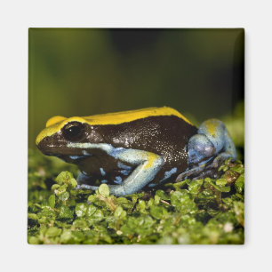 Aimant Mantella à oreilles noires, Mantella expectata,