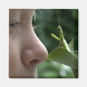 Aimant Mantis religiosa