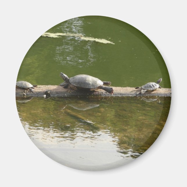 Aimant marchandise de reptile (Devant)