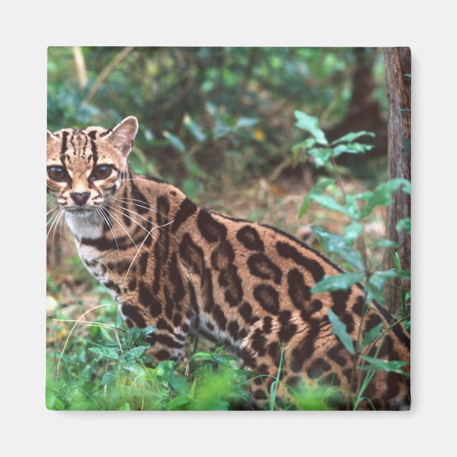 Aimant Margay, Leopardus wiedi, Natif du Mexique vers (Devant)