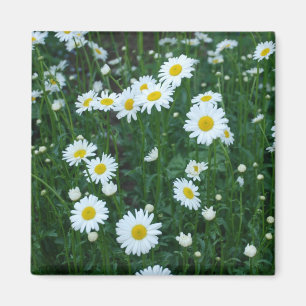 Aimant Marguerites