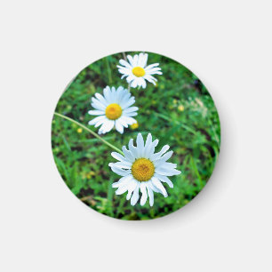 Aimant Marguerites oculaires