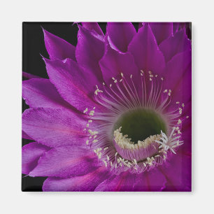 Aimant Maria Piazza fleurit