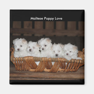 Aimant Marionnettes maltaises, Panier, "L'amour du chiot 