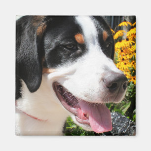 Aimant Marley de Chien de Montagne Suisses 4