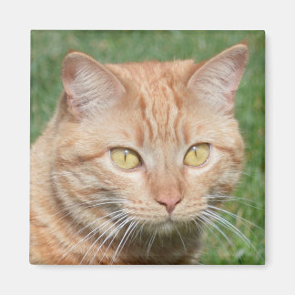 Aimant Marmalady au soleil