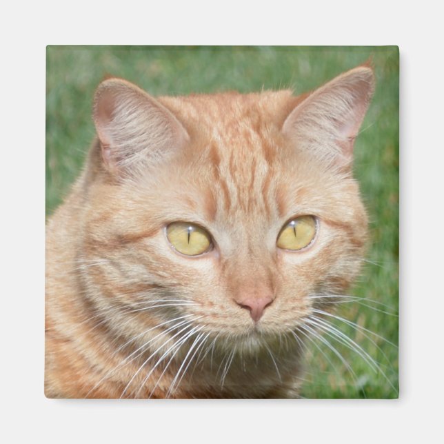 Aimant Marmalady au soleil (Devant)