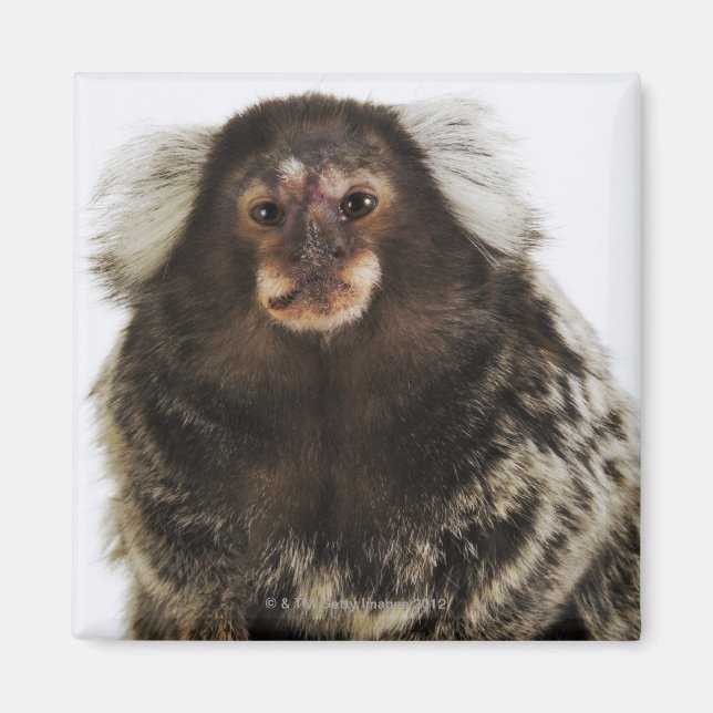 Aimant Marmoset blanc sur branche, gros plan, studio (Devant)