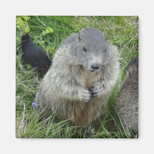 Aimant Marmot (Devant)