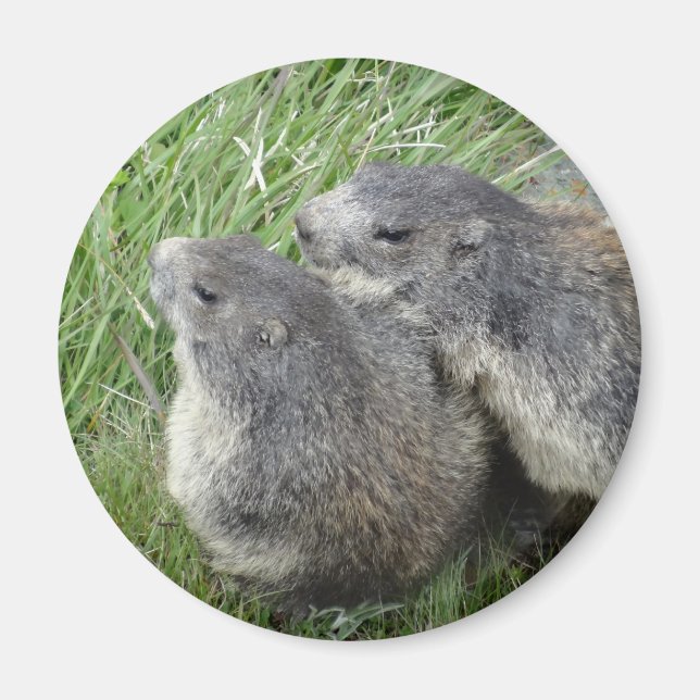 Aimant Marmot (Devant)