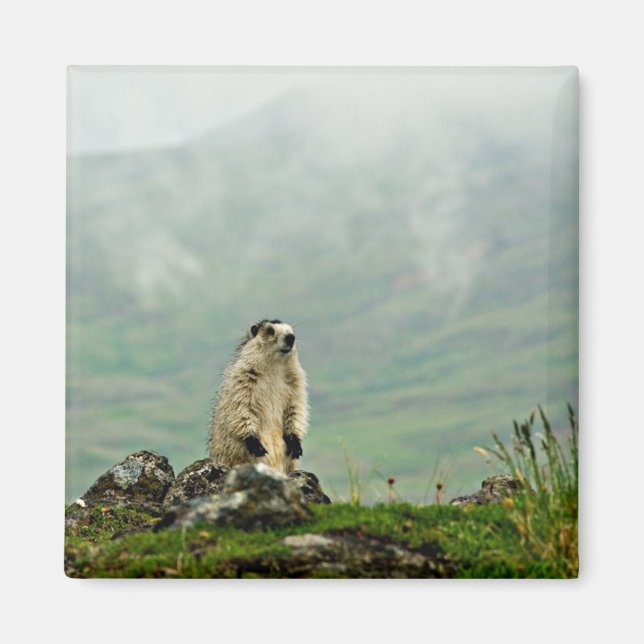 Aimant Marmot (Devant)