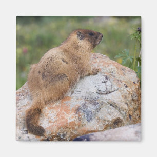 Aimant Marmotte à ventre jaune, Marmota flaviventris,