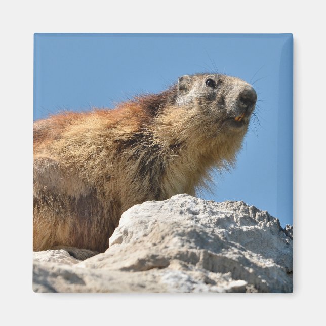Aimant Marmotte alpine sur roche (Devant)