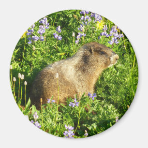 Aimant Marmotte dans les fleurs sauvages du mont Rainier