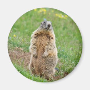 Aimant Marmotte de sentinelle