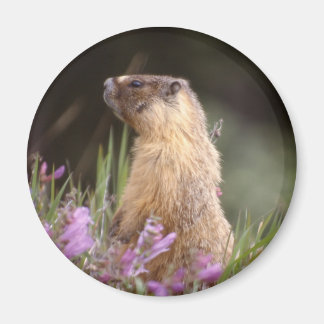 Aimant Marmotte jaune à ventre