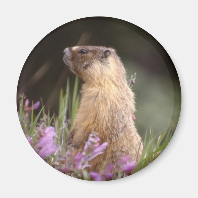 Aimant Marmotte jaune à ventre (Devant)