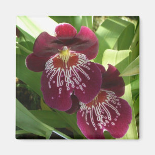 Aimant Maroon Orchids II