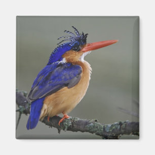 Aimant Martin-pêcheur à tête bleue, Alcedo cristata, Lac