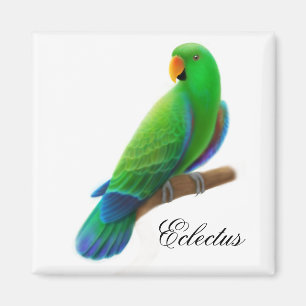 Aimant masculin de perroquet d'Eclectus