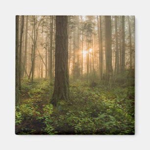 Aimant Matin brumeux du nord-ouest Pacifique de la forêt