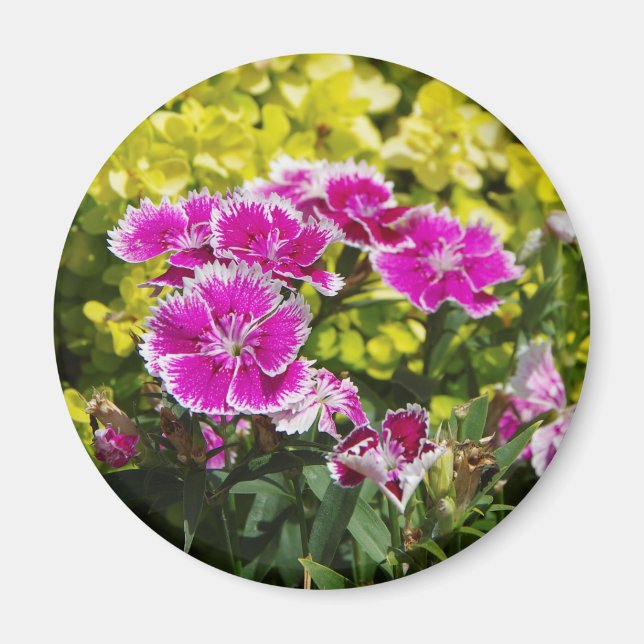 Aimant mauve Picotee (Devant)