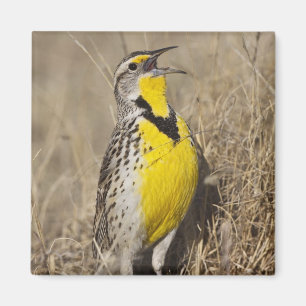 Aimant Meadowlark occidental (Strunella négligecta)